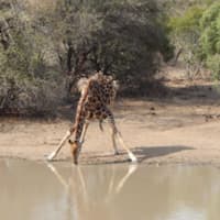 <p>&quot;This is how giraffe have to bend to get a drink.&quot;</p>