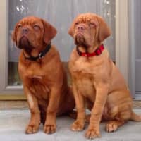 <p>Dogues de Bordeaux Humprhey and Scarlett of Bogota took home titles from the Westminster Kennel Club Dog Show Tuesday.</p>