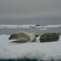 <p>On the way out I snapped a picture of some seals loafing around. Antarctica is an amazing place!</p>
