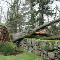 <p>Pictured is a tree uprooted on North Maple Street, just one of many trees that were toppled or saw large branches fall to the ground knocking out power lines.</p>