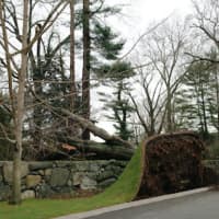 <p>Pictured is a tree uprooted on North Maple Street, just one of many trees that were toppled or saw large branches fall to the ground knocking out power lines.</p>