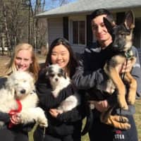 <p>Several puppies need foster and adoptive homes after being displaced from an East Brunswick puppy store.</p>