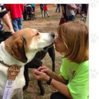 <p>The Stratford Animal Rescue Society (STARS) is a nonprofit group whose mission is to facilitate and expedite the adoptions of homeless animals.</p>