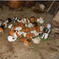 <p>&quot;We visited a house in Cusco where the residents shared their home with guinea pigs. I cannot believe that all these animals plus rabbits and ducks lived there with the people. On special holidays they would eat one of the guinea pigs. Ugh!&quot;</p>