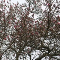 <p>A promise of spring in Greenwich.</p>