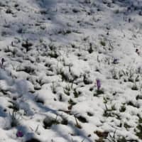 <p>Greenwich saw a snowfall early Monday but spring still pokes through the snow.</p>