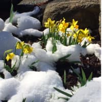 <p>A sign of warmer weather is to come.</p>