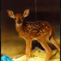 <p>A baby fawn was delivered to the Franklin Lakes Animal Hospital Monday morning.</p>