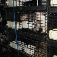 <p>Sixty-seven puppies were discovered caged in a truck behind Just Pups in Paramus.</p>