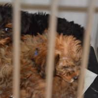 <p>These puppies and more had been crated in a white van behind Just Pups on Route 17.</p>