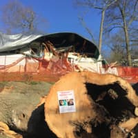 <p>A sign for &quot;Lily&quot; the cat that went missing from 28 Elmbrook Drive after a massive tree crashed into it on Sunday is affixed to part of the cut up tree. The homeowners weren&#x27;t home at the time.</p>