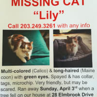 <p>A Stamford couple are looking for their cat &quot;Lily&quot; who has been missing ever since a massive tree fell on to their home at 28 Elmbrook Drive. No one was hurt but the house is destroyed.</p>