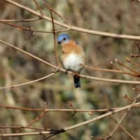<p>A singing Eastern Bluebird is a sure sign of spring.</p>