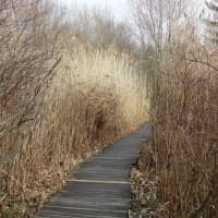 <p>A boardwalk through the marsh at the New Canaan Nature Center</p>
