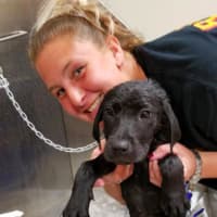 <p>Southern Paws founder Ashley Grenier of Ramsey bathes a puppy.</p>