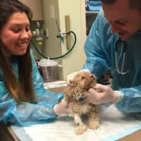 <p>Oradell Animal Hospital officials examine a puppy found outside of Just Pups in Paramus.</p>