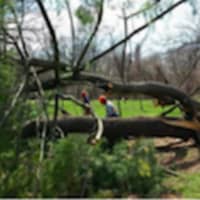 <p>A large tree fell down at the Wilson Preserve in Greenwich.</p>