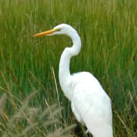 <p>The snowy egret is among species protected on Norwalk Land Trust property.</p>