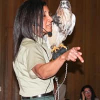 <p>Ty, a red tailed hawk, was also on display.</p>