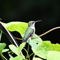 <p>A female or juvenile Ruby-throated Hummingbird.</p>