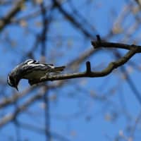 <p>An inquisitive Black-and-white Warbler.</p>
