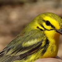<p>Prairie Warblers are immediately recognizable by their buzzy song.</p>
