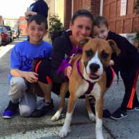 <p>This boxer named Bailey was recently adopted</p>