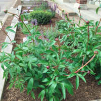 <p>The Perennial Human Rights Garden at Norwalk&#x27;s Side By Side Charter School.</p>