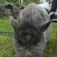 <p>Earl the pig briefly looks up from eating for a photograph at Round Hill Nursery School&#x27;s annual Western Day Friday.</p>
