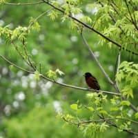<p>An Orchard Oriole.</p>