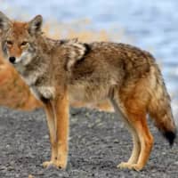 <p>A coyote was spotted in Pleasantville.</p>