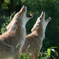 <p>Coyotes are larger than foxes but smaller than wolves.</p>