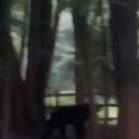 <p>This black bear was spotted poolside at Lake Hawthorne in North Salem at around 8 p.m. Thursday.</p>