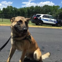 <p>A Paterson police dog cools off.</p>