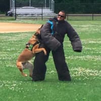 <p>A Paterson police dog practices an apprehension drill on an officer.</p>