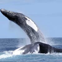<p>Humpback whales</p>
