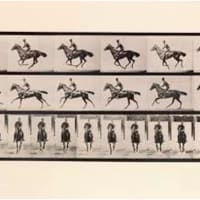 <p>Eadweard Muybridge Plate 632, Animal Locomotion, 1887 Collotype.</p>