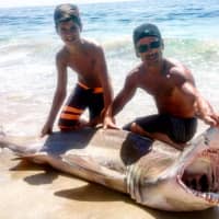 <p>Emerson&#x27;s Gianni Mandile, 13, and his father, Joseph, reeled in a 200-pound shark in Long Beach Island Sunday.</p>