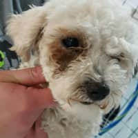 <p>Lucky K9 rescue saved a poodle from a Just Pups auction Saturday in Missouri.</p>