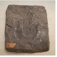<p>A Eubrontes track left by a dinosaur. Such a track was named the state fossil in 1991.</p>