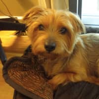 <p>A 11-year-old Yorkshire terrier named Clara went missing from a Stamford home on Sunday.</p>