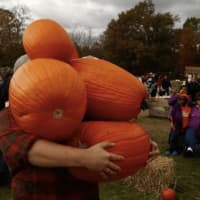 <p>This customer vanished behind his haul of pumpkins last year at Jones Family Farms.</p>