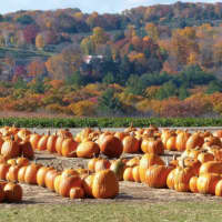 <p>A sea of pumpkins will greet visitors to Jones Family Farms in Shelton later this month.</p>
