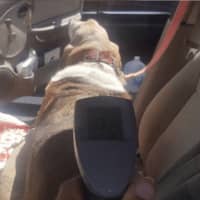 <p>This dog was rescued from 114-degree heat inside a car by a Brookfield police officer.</p>