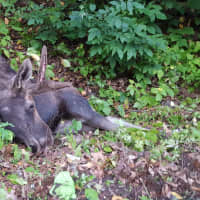 <p>A photo of the moose struck by a vehicle in the Town of Cortlandt on Saturday morning.</p>