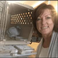 <p>When Fairfield resident Denise Darnell was feeding her eight chickens on Tuesday afternoon, a pigeon suddenly flew into the pen. It was training for the World Trade Center Memorial Race.</p>