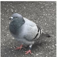<p>This pigeon traveled from its home in Rumson, N.J., to Fairfield.</p>