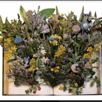 <p>Kerry Miller (British, b. 1957)
English Botany, 2016
Vintage book, watercolors, acrylics and inks,
11 1/4 x 15 x 3 3/4 in.
Courtesy of Kerry Miller</p>