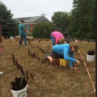 <p>Norwalk Community College faculty, staff, students, alumni and neighbors constructed a feather labyrinth built from more than 1,200 primary wing feathers naturally molted by Canada Geese.</p>