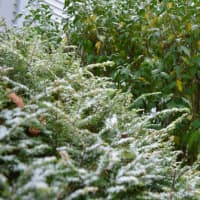 <p>The first snow of the season begins to blanket Danbury on Thursday morning.</p>